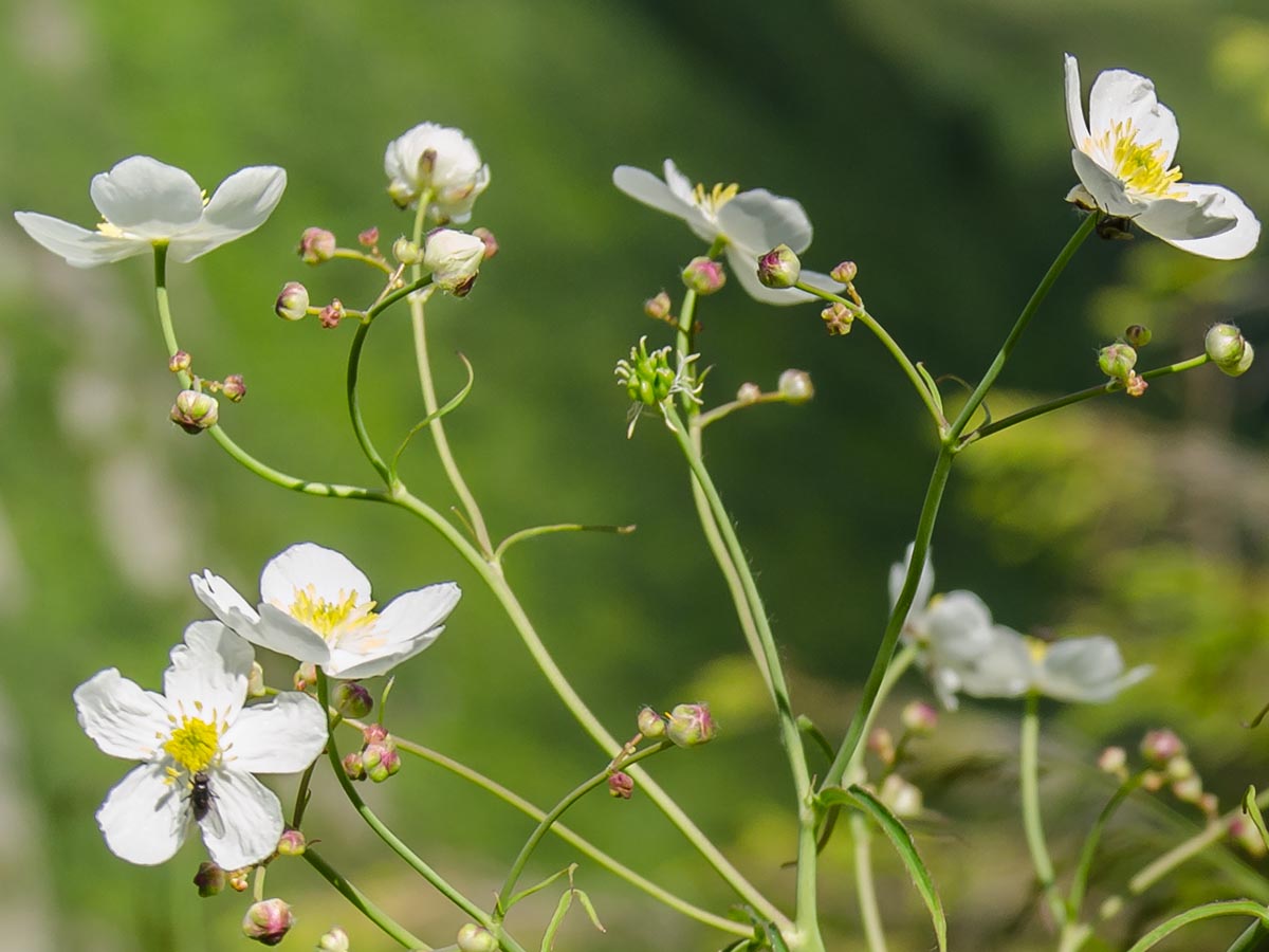 Bl&uuml;ten, Fr&uuml;chte